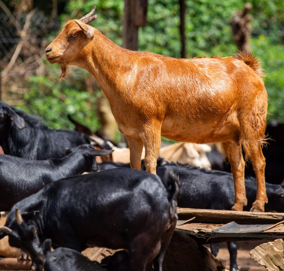 We enhance the capabilities of our member platforms through training, partnerships, and establishing linkages with private sector entities. This includes access to essential services such as financing, insurance, and agricultural inputs and outputs.